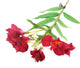 Artificial 74cm Single Stem Magenta Peruvian Lily - Closer2Nature