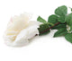 Artificial 92cm Single Stem Fully Open Ivory and Pink Tipped Rose - Closer2Nature