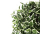 Artificial 2ft Variegated Weeping Fig Tree - Closer2Nature