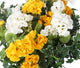Artificial Yellow and White Geranium Display in a 10″ Round Willow Hanging Basket - Closer2Nature