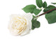 Artificial 92cm Single Stem Fully Open Ivory Rose - Closer2Nature