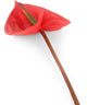 Artificial 64cm Single Stem Red Anthurium - Closer2Nature