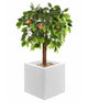 Artificial 3ft 3″ Orange Tree - Closer2Nature