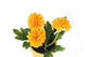 Artificial 19cm Golden Yellow Chrysanthemum Plant with Gift Box - Closer2Nature