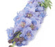 Artificial 105cm Single Stem Purple Candle Larkspur - Closer2Nature