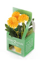 Artificial 19cm Golden Yellow Chrysanthemum Plant with Gift Box - Closer2Nature