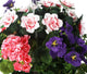 Artificial Purple Pansy, Pink Azalea and Geranium Display in a 10″ Round Willow Hanging Basket - Closer2Nature
