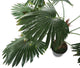 Artificial 3ft 6" Windmill Fan Palm Tree - Closer2Nature