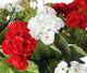 Artificial Red and White Geranium Display in a 10″ Round Willow Hanging Basket - Closer2Nature