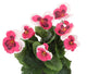 Artificial 30cm Pink Pansy Plug Plant - Closer2Nature