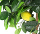 Artificial 3ft 3″ Lemon Tree - Closer2Nature