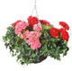 Artificial Pink and Red Geranium Display in a 10″ Round Willow Hanging Basket - Closer2Nature