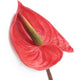 Artificial 64cm Single Stem Red Anthurium - Closer2Nature