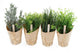 Artificial 17cm Dill Herb Plant - Closer2Nature
