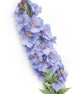 Artificial 105cm Single Stem Purple Candle Larkspur - Closer2Nature