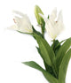 Artificial 87cm Single Stem White Oriental Lily - Closer2Nature