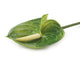 Artificial 64cm Single Stem Green Anthurium - Closer2Nature