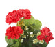 Artificial 24cm Red Zonal Geranium Plug Plant - Closer2Nature