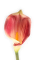 Artificial 94cm Single Stem Purple Calla Lily - Closer2Nature