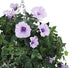 Artificial Purple Morning Glory Display in a 10″ Round Willow Hanging Basket - Closer2Nature