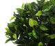 Artificial 2ft Danielle Weeping Fig Tree - Closer2Nature