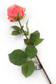 Artificial 72cm Single Stem Fully Open Coral Pink Rose - Closer2Nature