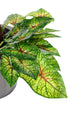 Artificial 30cm Variegated Arrowhead Vine Plug Plant - Closer2Nature