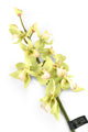 Artificial 84cm Single Stem Green Cymbidium Orchid - Closer2Nature