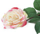 Artificial 92cm Single Stem Fully Open Cream and Pink Rose - Closer2Nature