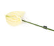 Artificial 64cm Single Stem Cream Anthurium - Closer2Nature