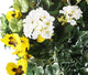 Artificial Yellow Pansy and White Geranium Display in a 10″ Round Willow Hanging Basket - Closer2Nature