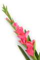 Artificial 118cm Single Stem Pink Gladiolus - Closer2Nature