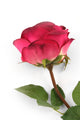Artificial 72cm Single Stem Fully Open Magenta Rose - Closer2Nature