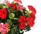 Artificial Pink and Red Geranium Display in a 10″ Round Willow Hanging Basket - Closer2Nature
