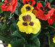 Artificial Yellow and Red Pansy Display in a 10″ Round Willow Hanging Basket - Closer2Nature