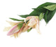 Artificial 87cm Single Stem Cream and Pale Pink Oriental Lily - Closer2Nature