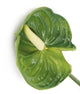 Artificial 64cm Single Stem Green Anthurium - Closer2Nature