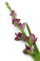 Artificial 122cm Single Stem Purple Gladiolus - Closer2Nature