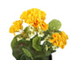 Artificial 24cm Yellow Zonal Geranium Plug Plant - Closer2Nature