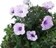 Artificial Purple Morning Glory Display in a 10″ Round Willow Hanging Basket - Closer2Nature