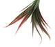Artificial 45cm Red and Green Yucca Plug Plant - Closer2Nature