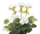 Artificial 38cm White Zonal Geranium Plug Plant - Closer2Nature