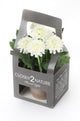 Artificial 18cm White Chrysanthemum Plant with Gift Box - Closer2Nature