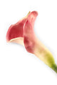 Artificial 94cm Single Stem Purple Calla Lily - Closer2Nature