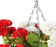 Artificial Red and White Geranium Display in a 10″ Round Willow Hanging Basket - Closer2Nature