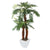 Discover Our Range of Palm Trees - Closer2Nature