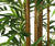 Discover Our Range of Bamboo Trees - Closer2Nature
