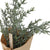 Artificial Rosemary Herb Plant