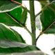 Artificial 2ft 9" Rubber Plant - Closer2Nature