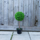Artificial 2ft Boxwood Ball Tree Closer2Nature